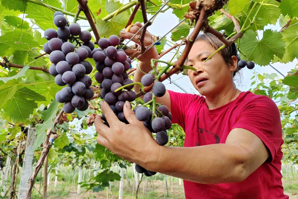 3圖為村民正在采摘葡萄_副本