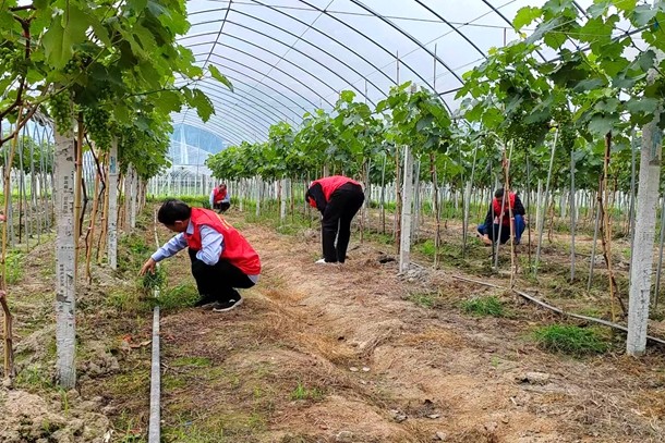 2圖為駐村人員正在葡萄園勞作_副本